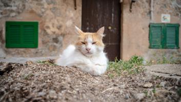 En Mallorca se ponen el mono de trabajo para controlar las colonias de gatos