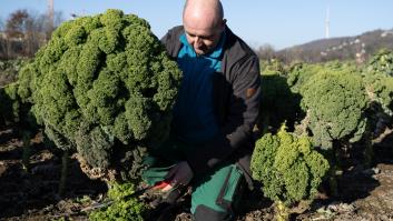 Romantizar la inflación: la oscura razón económica por la que el repollo es la verdura de moda entre las élites