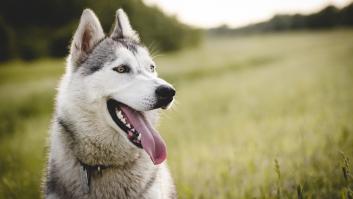 Bentley, un husky perdido durante 7 años corre hacia sus dueños y se sube a sus rodillas nada más verlos: "Nos reconoció, no lo creíamos posible"