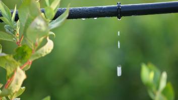 Constantin, agricultor: "Para ser rentable con el riego por goteo, hay que pasar de 14 toneladas por hectárea"