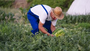 Agricultor recogiendo sandías en el huerto