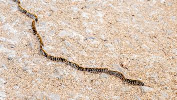 La Policía advierte del peligro de la procesionaria en los perros: si entra en contacto, sigue estos pasos