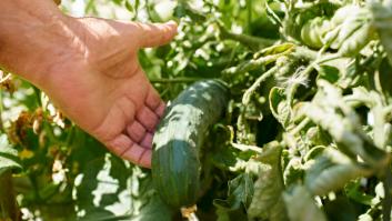 Álvaro Torro, agricultor: "Mi cultivo de pepinos no levanta cabeza, deberían estar el doble de altos"