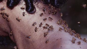 Abejas sobre el cuerpo de una persona, en una imagen de archivo