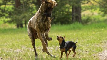 Primer plano de un pequeño pinscher miniatura rugiendo a un perro grande en un pardo, Suecia.
