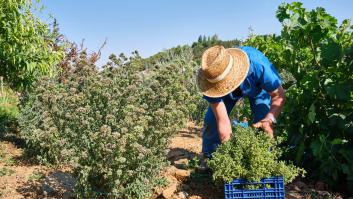 Un hombre trabajando la tierra