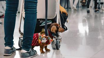 Un pequeño perro salchicha permanece atento junto a su dueño en una terminal concurrida de aeropuerto con gente caminando al fondo.