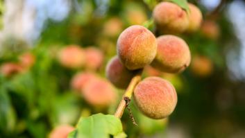 Emma, 34 años, vuelve al pueblo para rescatar la empresa familiar agrícola: "Si no vienes de familia de agricultores, conseguir tierra y financiación es casi imposible"