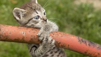 Los científicos llevan 130 años sin resolver cómo los gatos caen siempre de pie: un nuevo estudio que lanzó gatos desde un metro de altura ofrece nuevas pistas