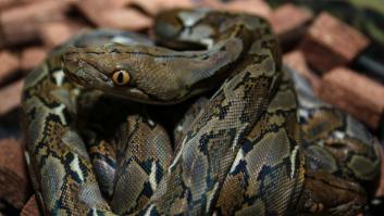 Rescatan en Indonesia a la serpiente salvaje más larga del mundo