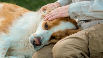 Un perro, junto a su dueño