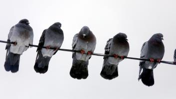 Lo que le ha pasado al alcalde Almeida con una paloma es síntoma de lo que ya viven algunos barrios de Madrid