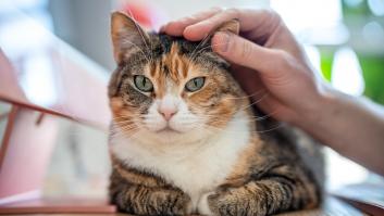 Los veterinarios coinciden: los gatos que salen a la calle viven entre 2 y 3 años menos que los que se quedan en casa, y el 70% de los que son atropellados no sobreviven