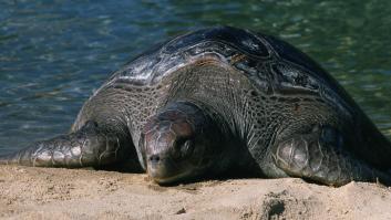 Una tortuga laúd en la arena de una playa