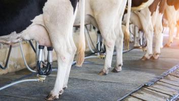 La familia sevillana que empezó con 3 vacas hace 60 años y hoy envasa 14.000 litros diarios y exporta hasta Mauritania: "Somos los únicos que mantenemos el servicio a domicilio"