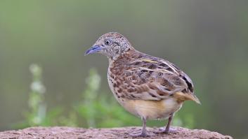 "Es una obligación moral traerlo de vuelta": los investigadores que llevan décadas buscando el torillo andaluz en Marruecos piden a España que actúe antes de que sea tarde