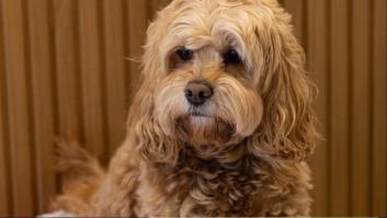 ¿Cómo es un confortable y seguro hotel para perros?