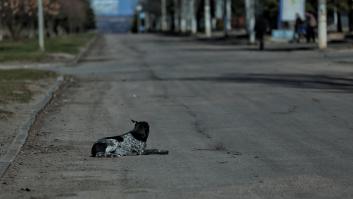 Los zoólogos de Ucrania y Polonia coinciden: la evolución de los perros callejeros en Ucrania en tiempo real es una de las pruebas más perturbadoras de lo que el conflicto le hace a la naturaleza