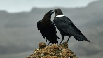 Dos cuervos africanos llevan 15 años sobrevolando Las Palmas porque son tan inteligentes que aprendieron a reconocer los coches de los veterinarios que intentaban capturarlos