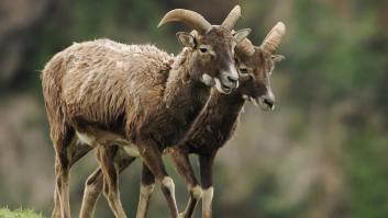 Ni jabalíes ni lobos: una plaga de muflones en manada está arrasando los cultivos de Alicante