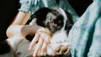 perra-se-enfrenta-oso-defiende-familia