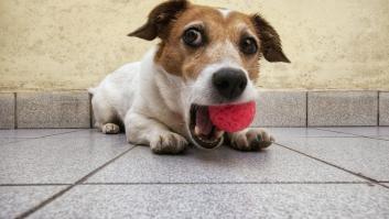 Una veterinaria da las claves para reaccionar si tu perro sufre un atragantamiento: "Nunca metas los dedos a ciegas"
