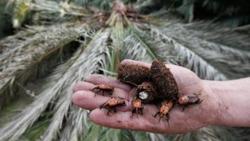La especie invasora que mata palmeras silenciosamente llega al País Vasco: a Getaria y Hondarribia y se está revisando San Sebastián