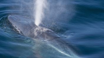 Un equipo de científicos presencia por sorpresa el nacimiento de una ballena y descubren un comportamiento nunca antes visto: "Ha sido como ganar la lotería"