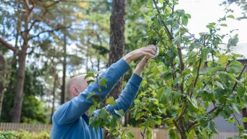 El árbol perfecto para tu casa: sus raíces no levantan el cemento, da frutos y es duradero