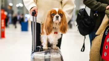 Así funciona el pasaporte para mascotas de la Unión Europea que entra en vigor el 22 de abril