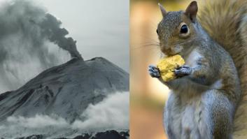 Una imagen de archivo de la erupción del Monte Santa Helena en 1980 y otra de una ardilla