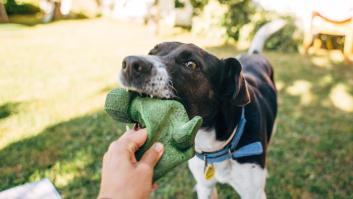 Un perro mestizo de raza pointer, blanco y negro, agarra con la boca un juguete de goma verde que está siendo sostenido por una mano humana.
