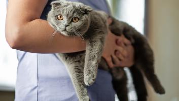 Siete años perdido a 3.700 kilómetros: el chip de Dodger ha permitido a Amber y sus dos hijos recuperar el gato que escapó en una mudanza tras la muerte del padre