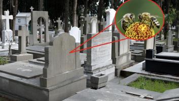 Los científicos descubren 5,5 millones de abejas viviendo bajo las tumbas de un cementerio: el mayor asentamiento de abejas solitarias jamás registrado