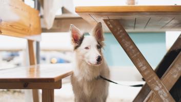 No entra a un restaurante por admitir perros: la respuesta de los dueños lleva 35.000 'me gusta' y subiendo