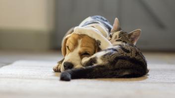 Confirmado por la UE: todos los perros y gatos de Europa deberán llevar microchip y estar registrados