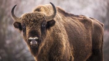Un pueblo de Guadalajara con 20 vecinos en invierno trae 9 bisontes desde Polonia y Países Bajos para frenar el abandono del monte y prevenir incendios