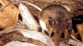El peor brote reciente de hantavirus dejó 27 muertos en EEUU en un solo año: qué lo diferencia de lo visto en el Hondius
