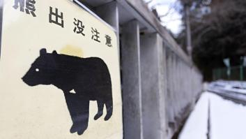 Alarma por los avistamientos de oso en estaciones de tren y barrios residenciales de Japón antes de la Golden Week: "Han aprendido que pueden encontrar comida en lugares cercanos a las personas"