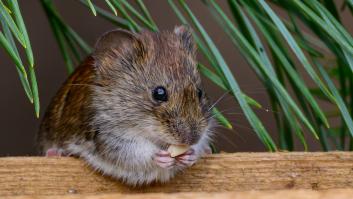 No solo alejarte de las ratas: lo que debes hacer para evitar el contagio de hantavirus, según el Ministerio de Sanidad