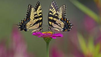 Los científicos coinciden y desmontan el mito: los insectos no son máquinas, sienten dolor y toman decisiones complejas