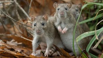 El test del hantavirus: ¿estás tan bien informado como piensas?
