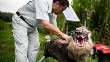 La demanda de los lobos-robot para ahuyentar a osos se dispara en Japón: "Ahora mismo no damos abasto"