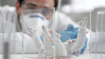 Desarrollan una IA que podría reducir entre un 30 y un 50% el número de animales en los experimentos de investigación farmacológica