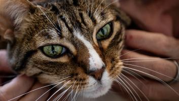 Ya ha entrado en vigor: multas de hasta 10.000 euros por dejar solo a tu gato durante 3 días