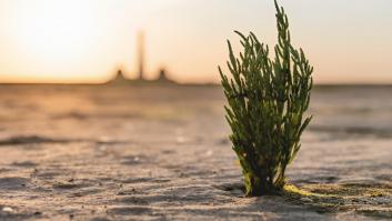 Manuel Díaz (57), pionero en cultivar la salicornia como alimento: "En cinco hectáreas, haciéndolo bien, se puede facturar hasta millón y medio"