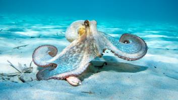 Descubren un diminuto pulpo azul del tamaño de una pelota de golf en las islas Galápagos: "Nunca había visto nada igual"