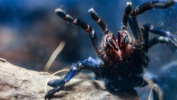 Una misteriosa araña azul en Angola trae de cabeza a los científicos: no saben por qué emite este color, pero podría ser importante para tácticas de defensa y camuflaje