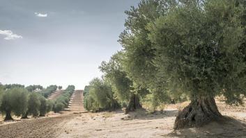 Un agricultor se pregunta "qué pasaría si nadie cuida este olivo" y la respuesta lleva directamente al plato: "Dice mucho de qué aceite se consume"