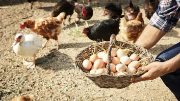 El dato que pocos conocen del huevo ecológico: "Las gallinas ecológicas tienen por ley horas de oscuridad para que puedan dormir"